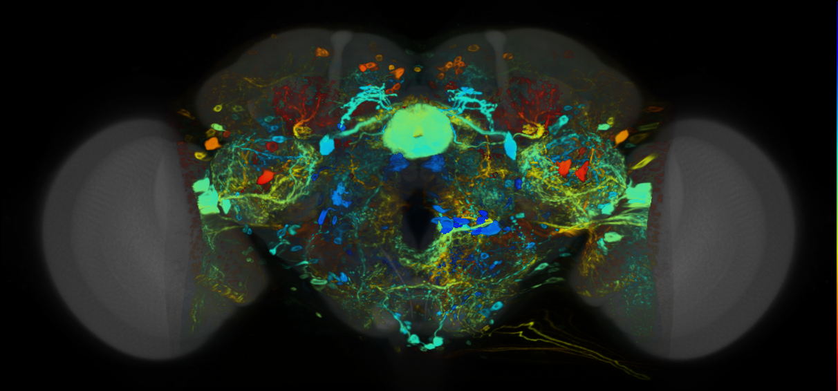 P{VT033946-GAL4} expression pattern
