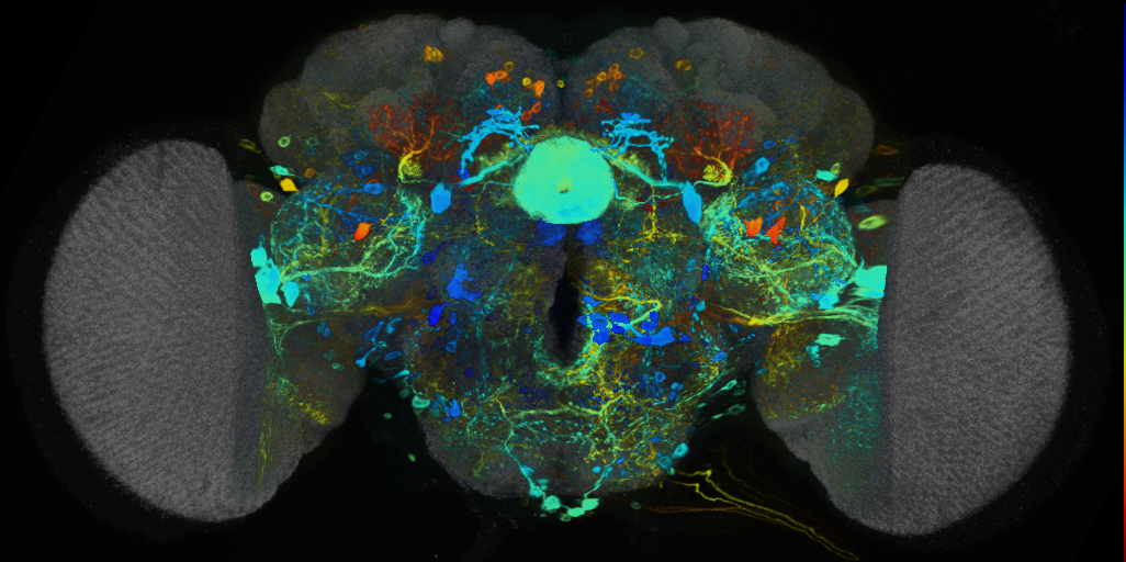 P{VT033946-GAL4} expression pattern