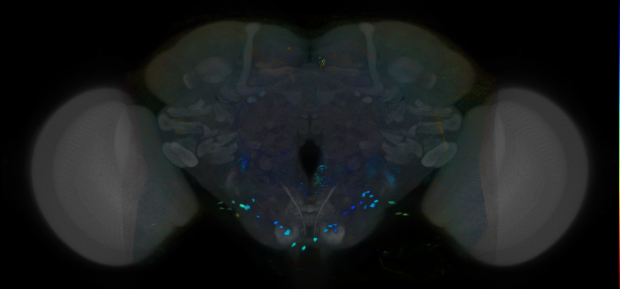 P{VT034392-GAL4} expression pattern