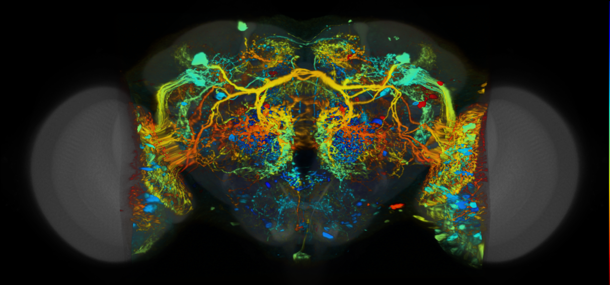 P{VT034803-GAL4} expression pattern