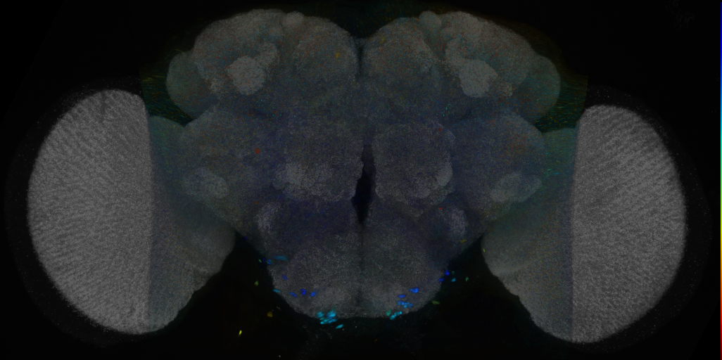 P{VT035184-GAL4} expression pattern