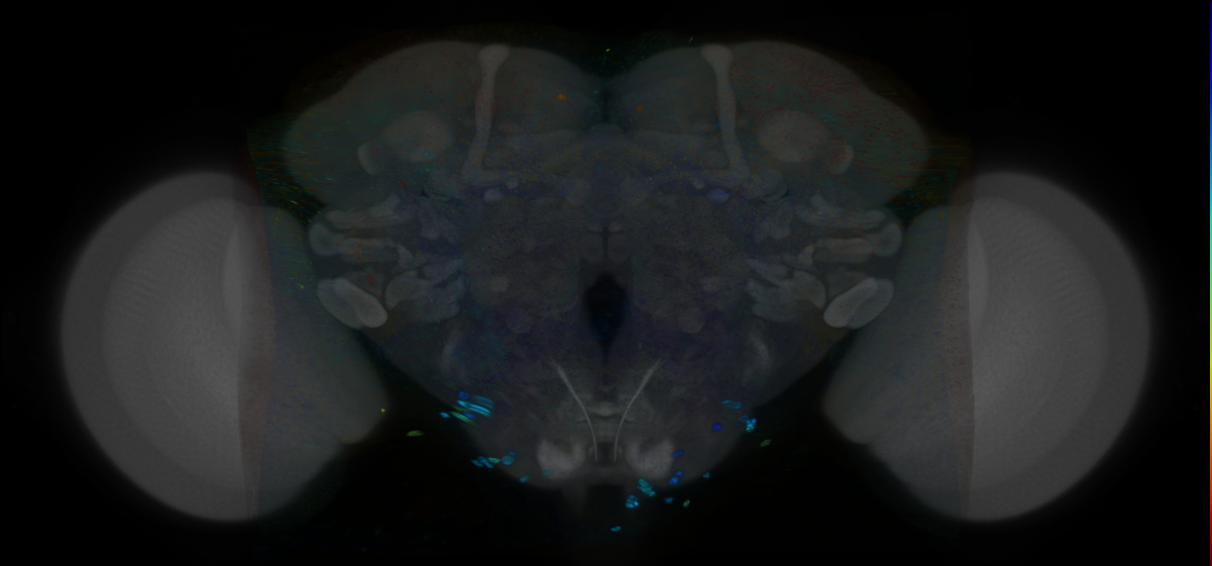 P{VT035184-GAL4} expression pattern