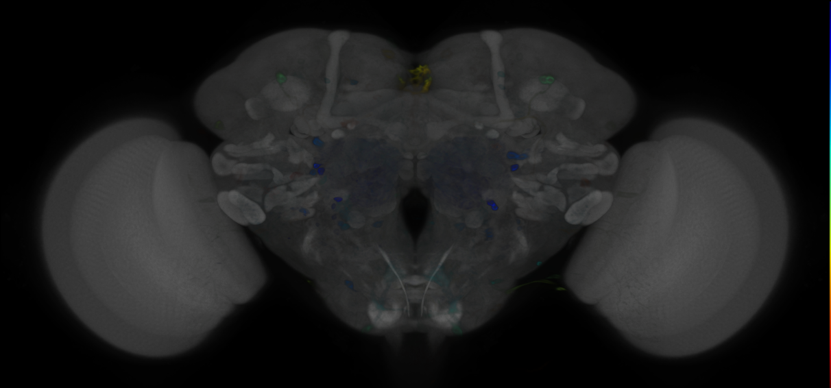 P{VT036266-GAL4} expression pattern