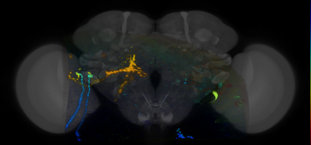 P{VT036269-GAL4} expression pattern