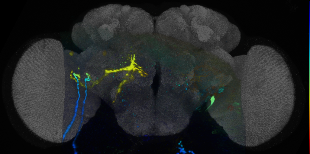 P{VT036269-GAL4} expression pattern