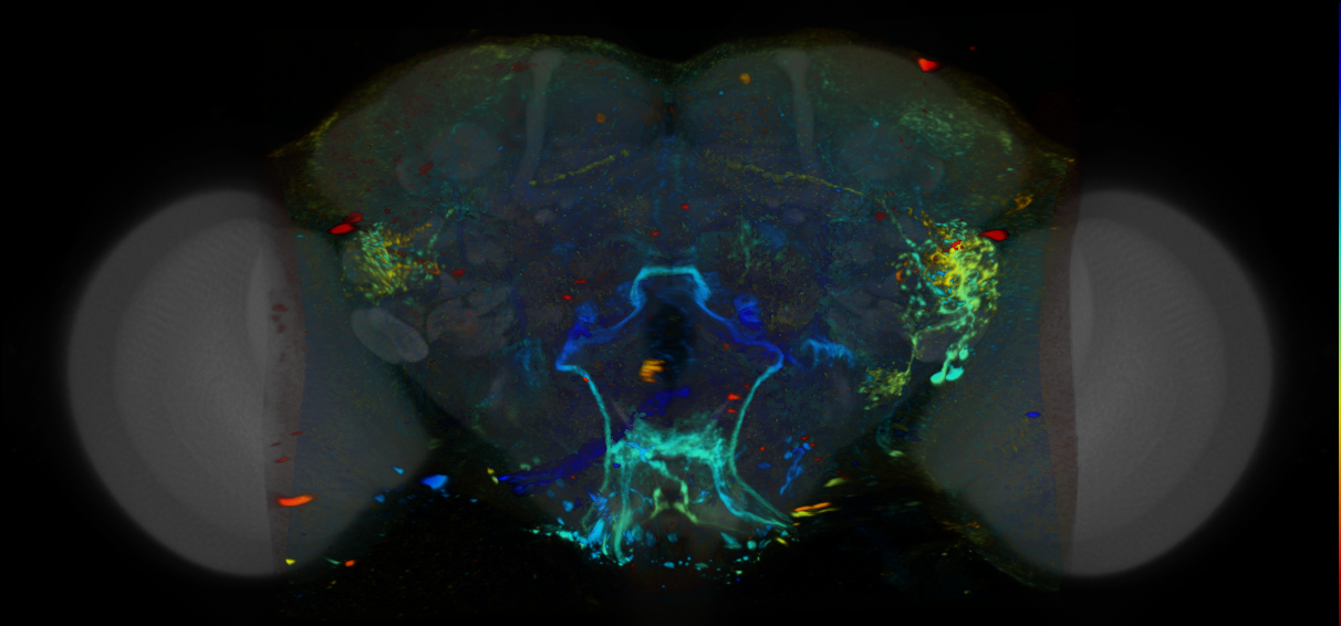 P{VT036276-GAL4} expression pattern