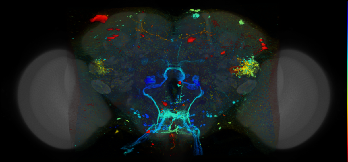 P{VT036276-GAL4} expression pattern