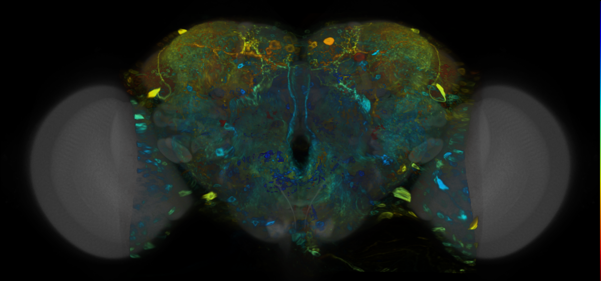 P{VT036876-GAL4} expression pattern