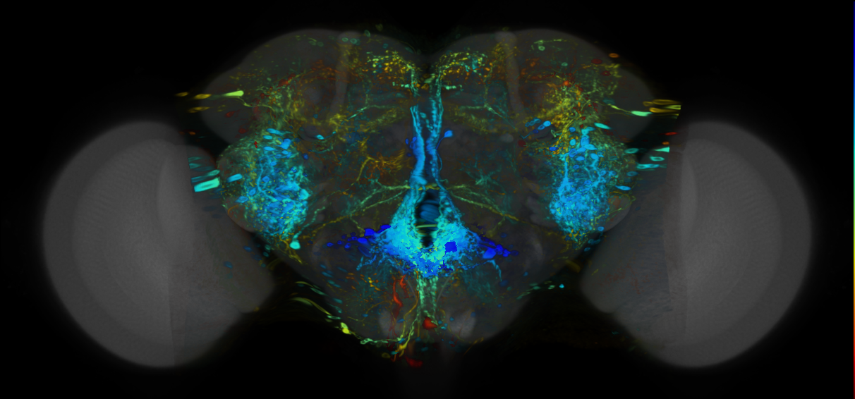 P{VT037220-GAL4} expression pattern