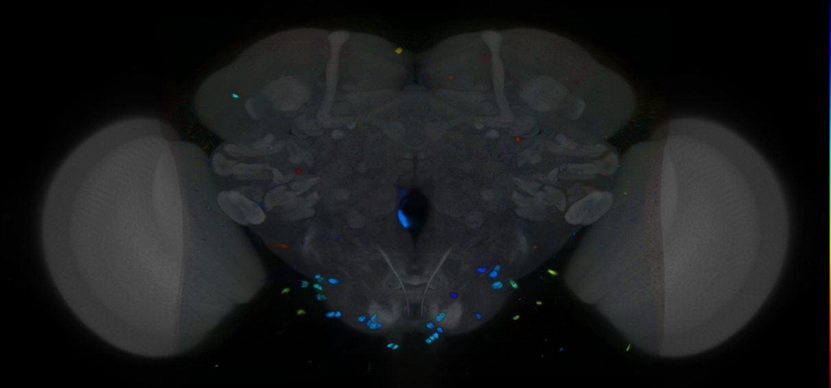 P{VT037222-GAL4} expression pattern