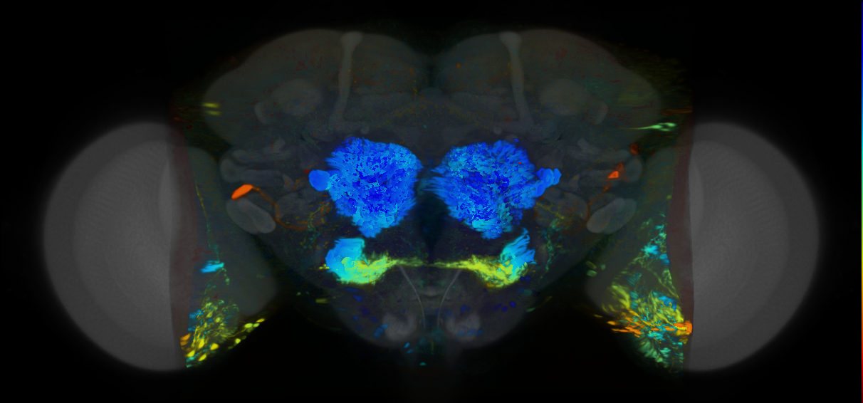 P{VT037222-GAL4} expression pattern