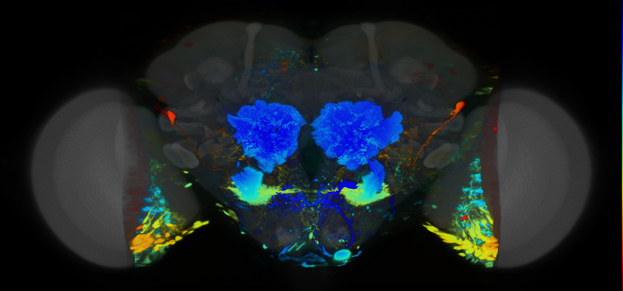 P{VT037222-GAL4} expression pattern