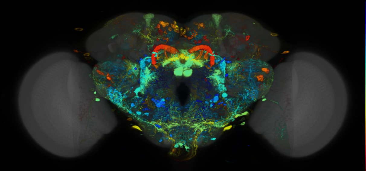 P{VT037489-GAL4} expression pattern