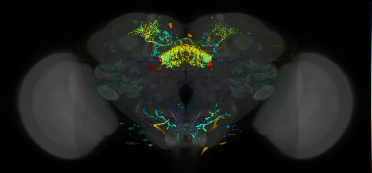 P{VT037493-GAL4} expression pattern