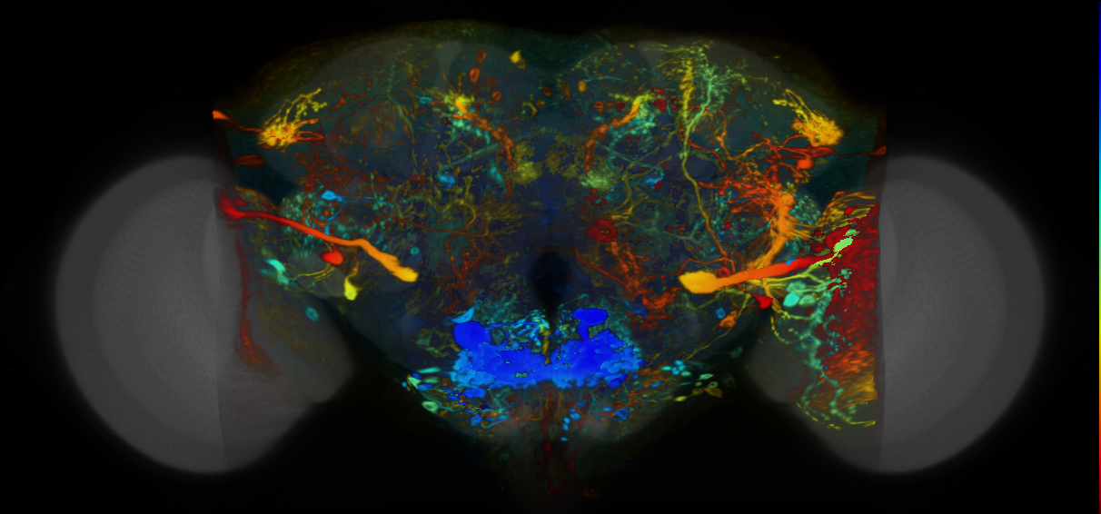 P{VT037520-GAL4} expression pattern