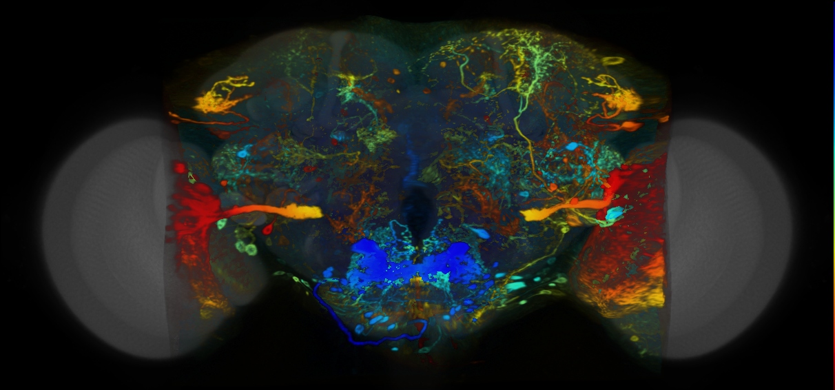 P{VT037520-GAL4} expression pattern
