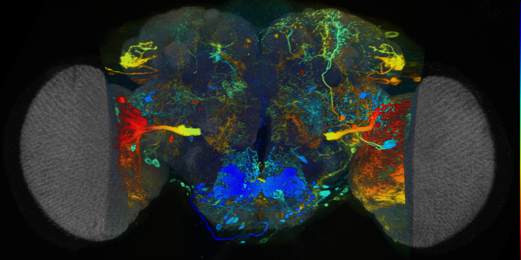 P{VT037520-GAL4} expression pattern