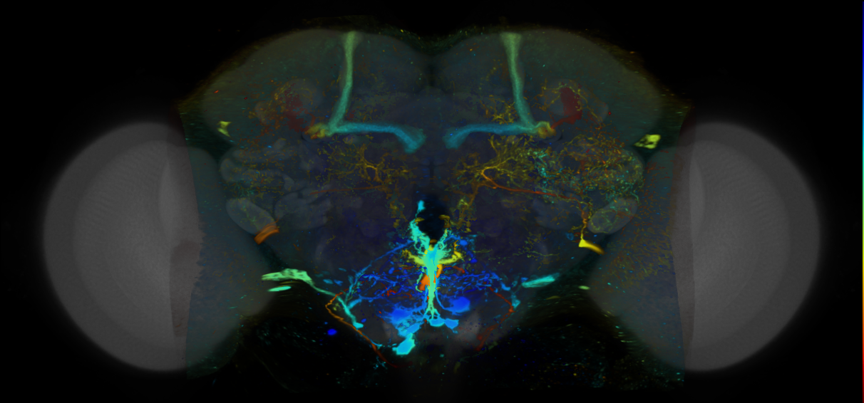 P{VT037540-GAL4} expression pattern