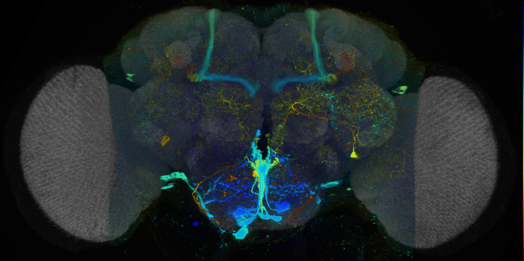 P{VT037540-GAL4} expression pattern