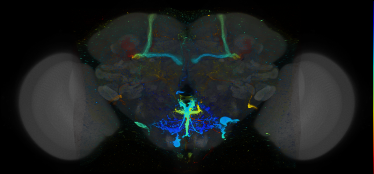P{VT037540-GAL4} expression pattern