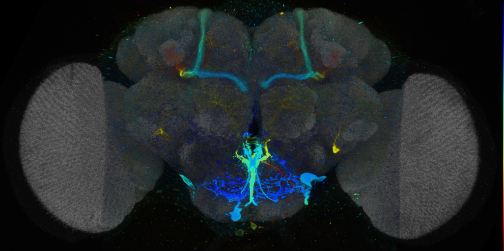 P{VT037540-GAL4} expression pattern