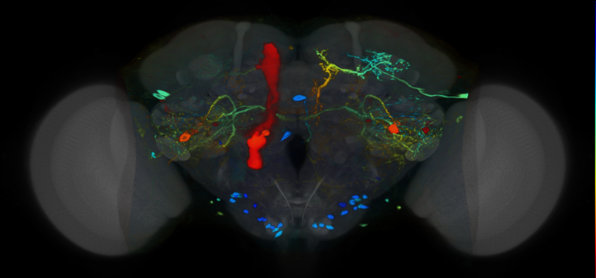 P{VT037557-GAL4} expression pattern