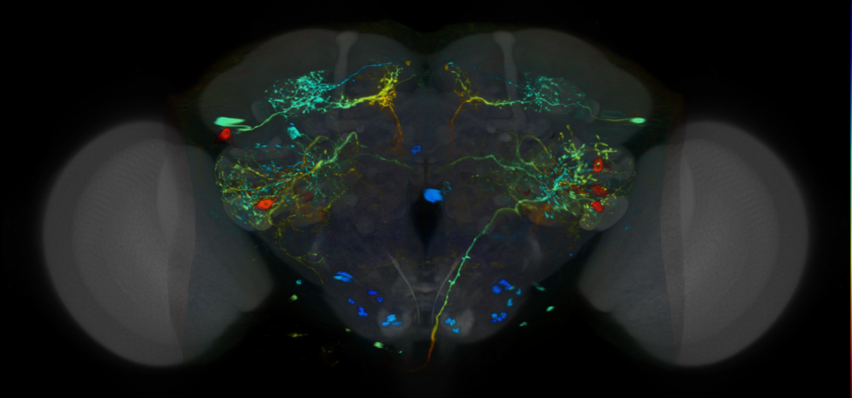 P{VT037557-GAL4} expression pattern