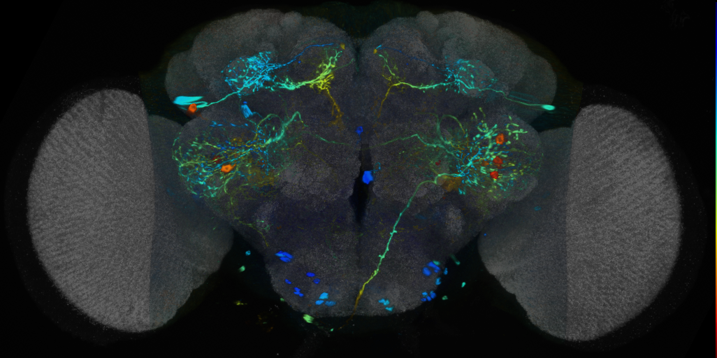 P{VT037557-GAL4} expression pattern