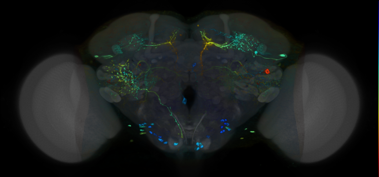P{VT037557-GAL4} expression pattern