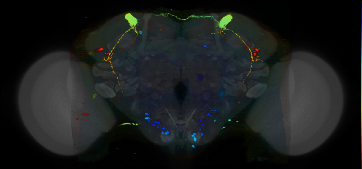 P{VT037580-GAL4} expression pattern