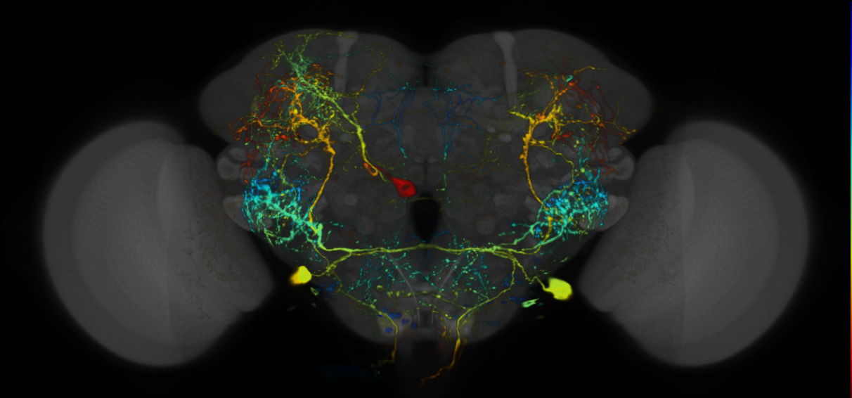 P{VT037582-GAL4} expression pattern