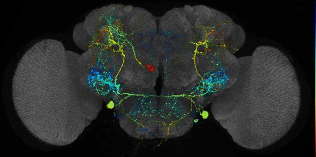 P{VT037582-GAL4} expression pattern