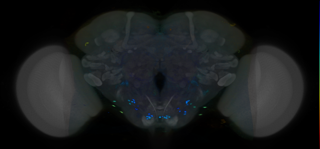 P{VT037585-GAL4} expression pattern