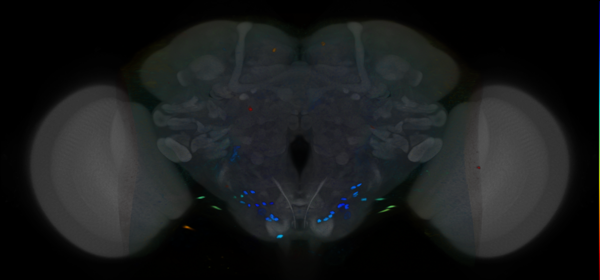 P{VT037585-GAL4} expression pattern