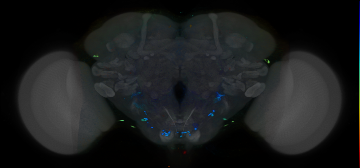 P{VT037585-GAL4} expression pattern
