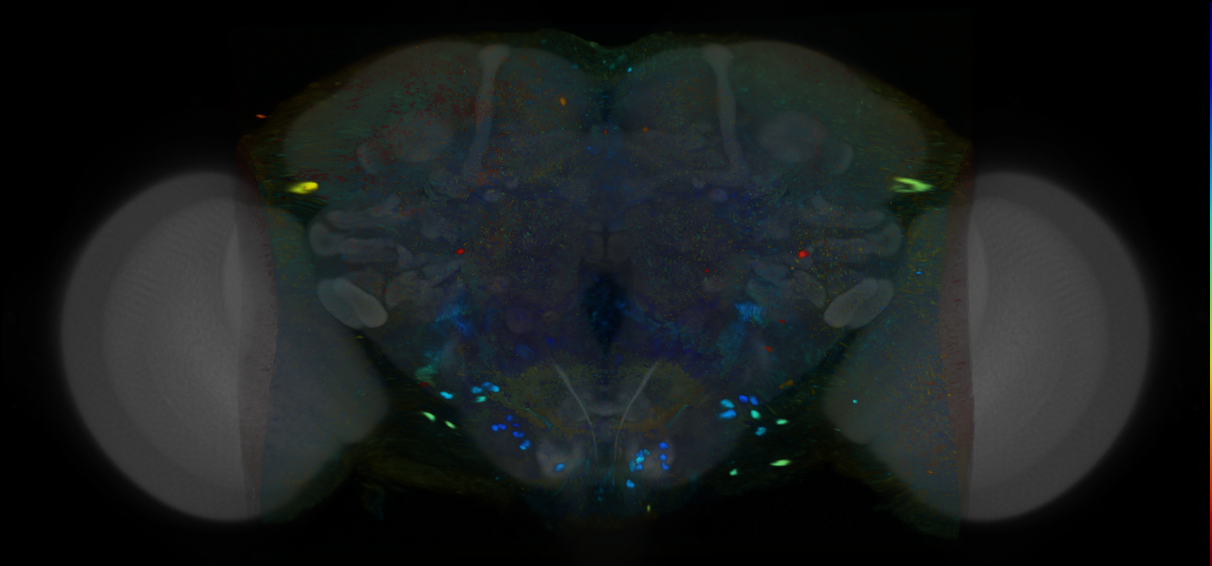 P{VT037724-GAL4} expression pattern