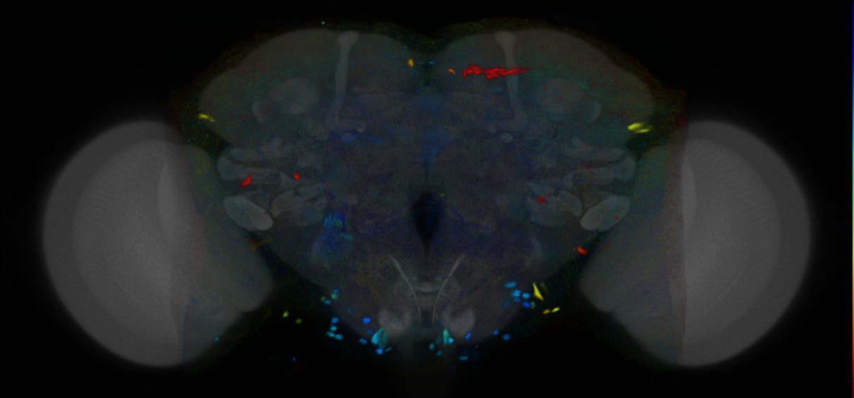 P{VT037724-GAL4} expression pattern