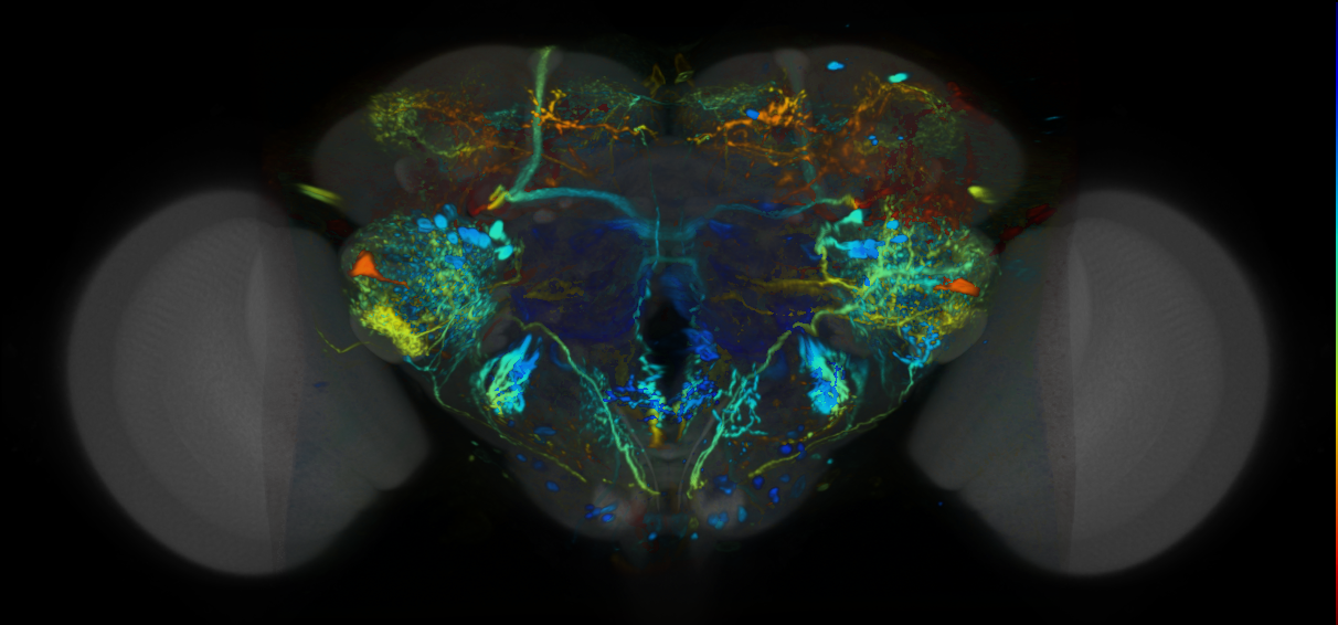 P{VT037726-GAL4} expression pattern