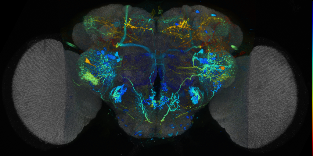 P{VT037726-GAL4} expression pattern