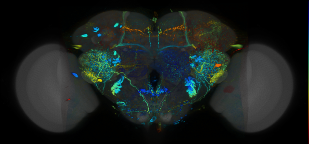 P{VT037726-GAL4} expression pattern