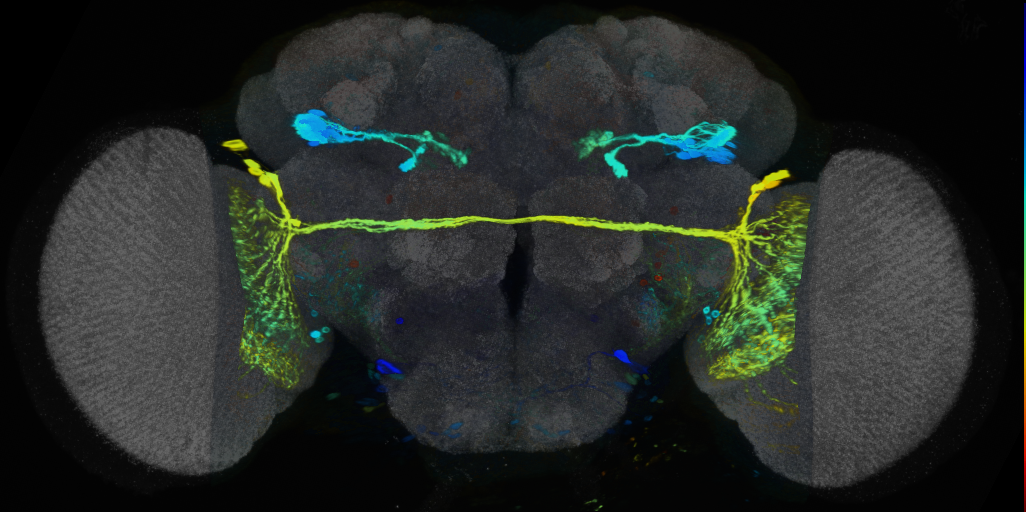 P{VT037804-GAL4} expression pattern