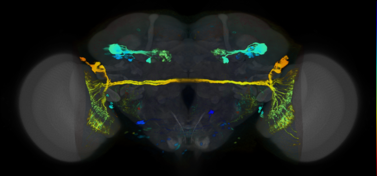 P{VT037804-GAL4} expression pattern