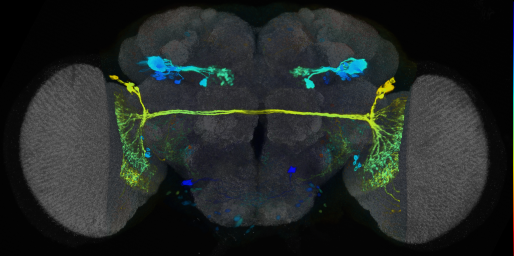P{VT037804-GAL4} expression pattern
