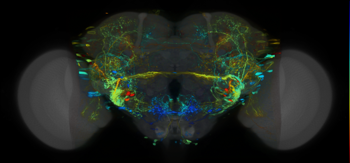 P{VT037805-GAL4} expression pattern