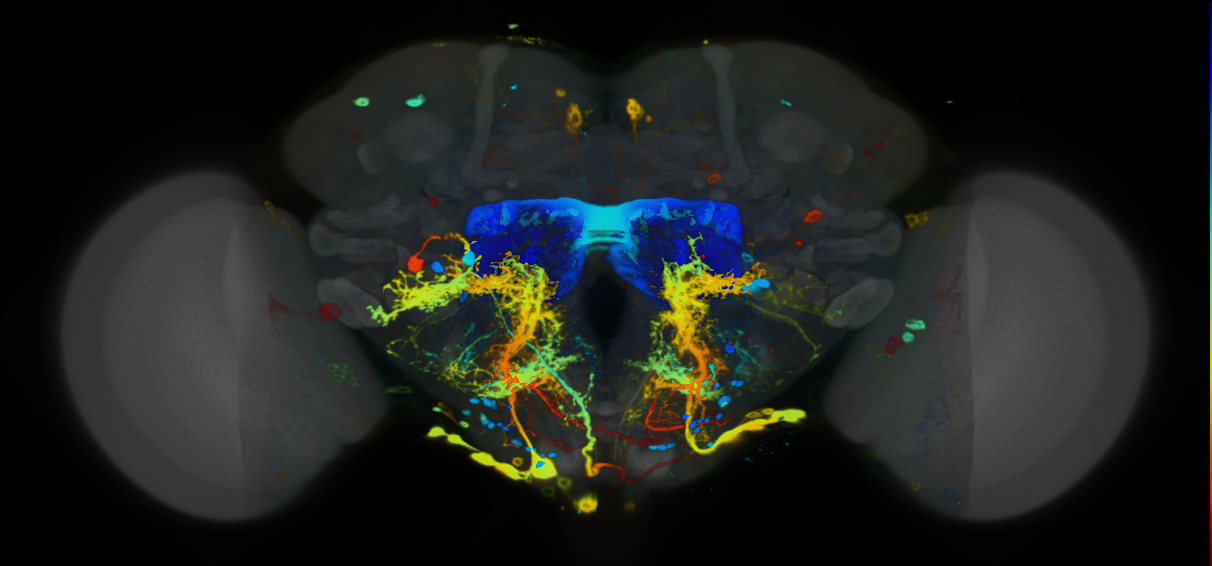 P{VT037825-GAL4} expression pattern