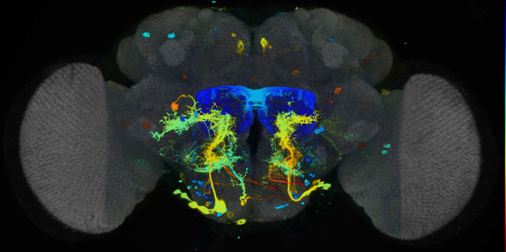 P{VT037825-GAL4} expression pattern