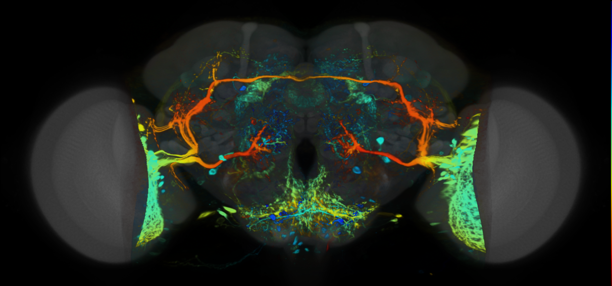 P{VT037867-GAL4} expression pattern