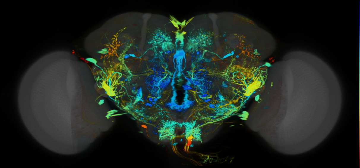 P{VT037876-GAL4} expression pattern