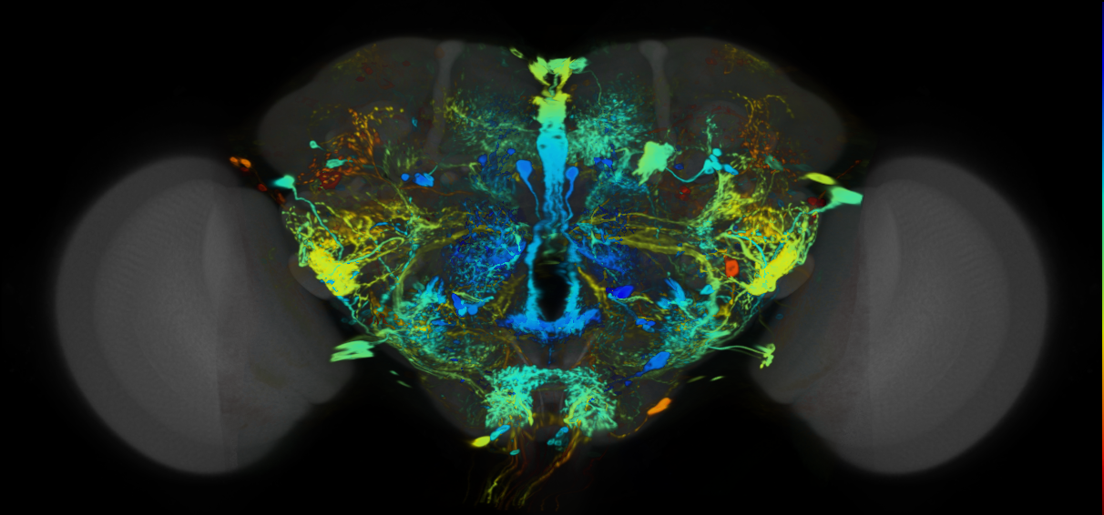 P{VT037876-GAL4} expression pattern
