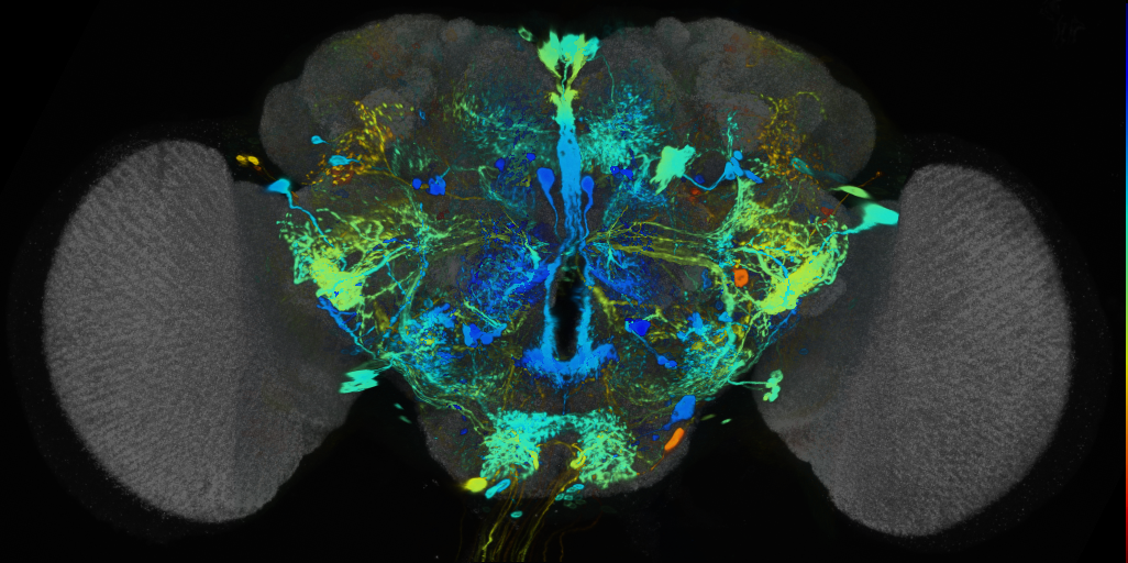 P{VT037876-GAL4} expression pattern